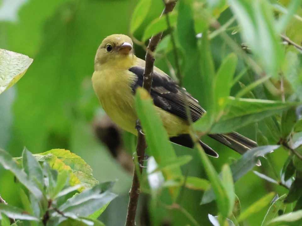 Scarlet Tanager - ML643286470