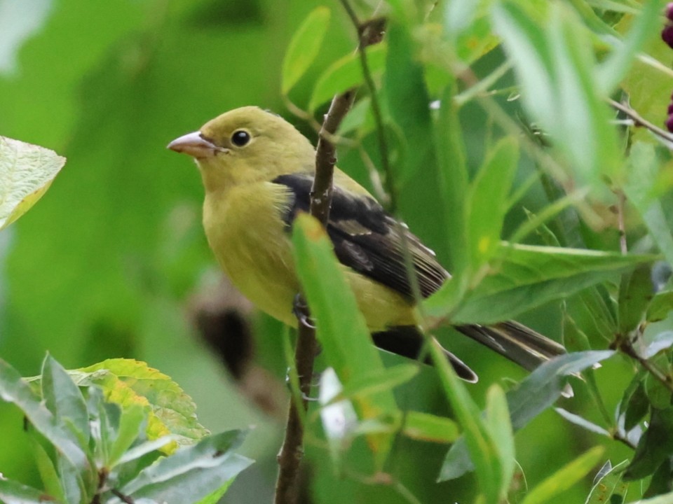 Scarlet Tanager - ML643286471