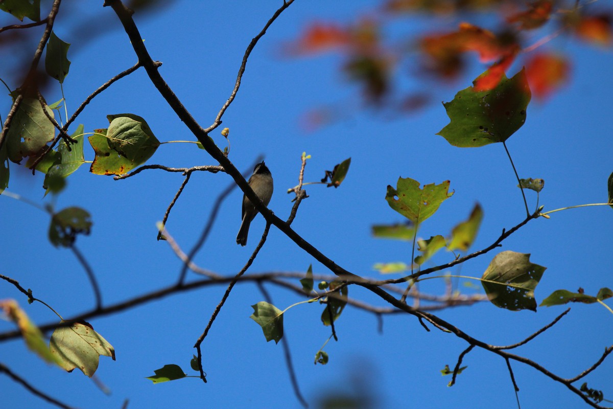 Каролинская гаичка - ML643286473