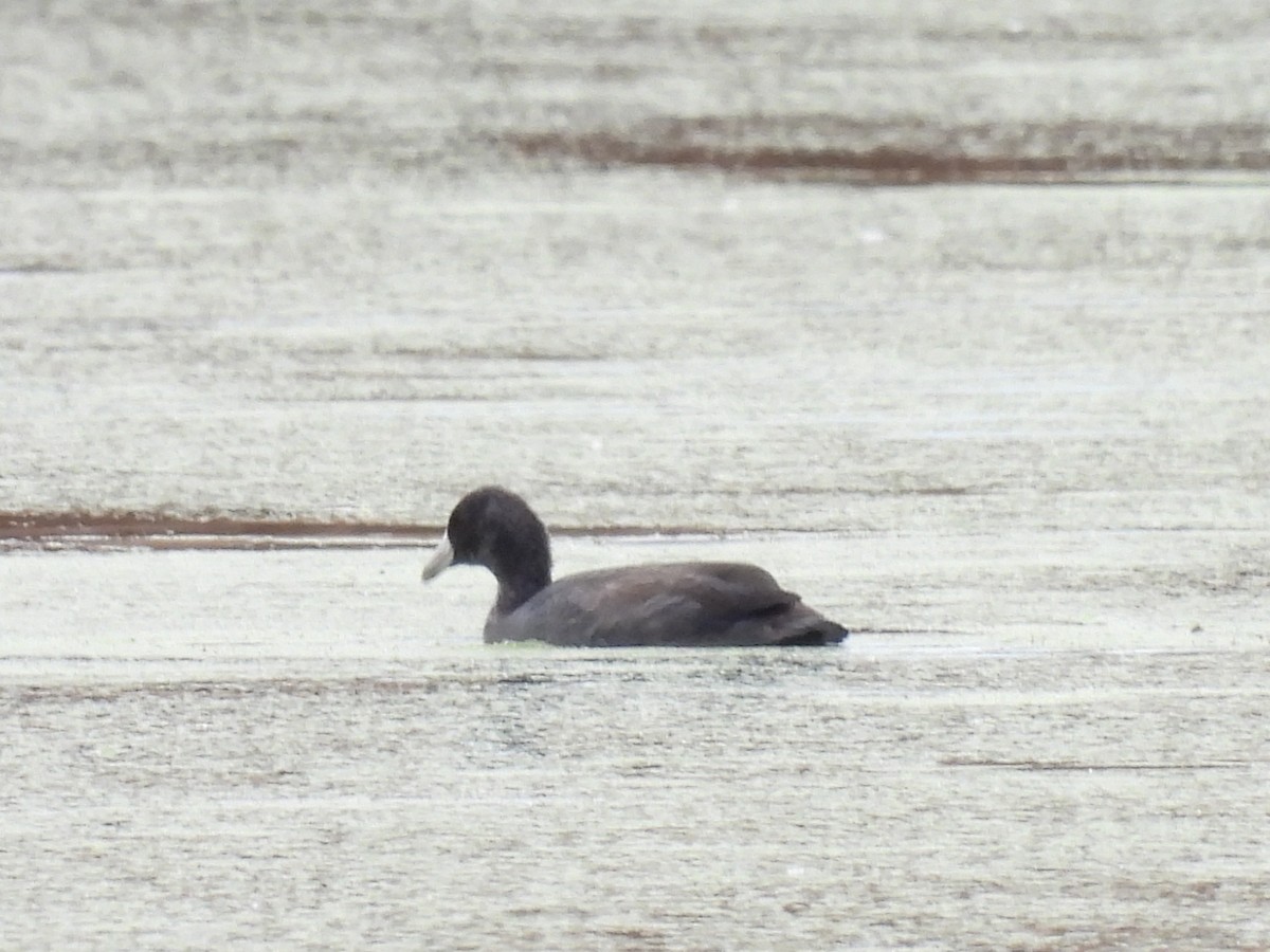 American Coot - ML643286479