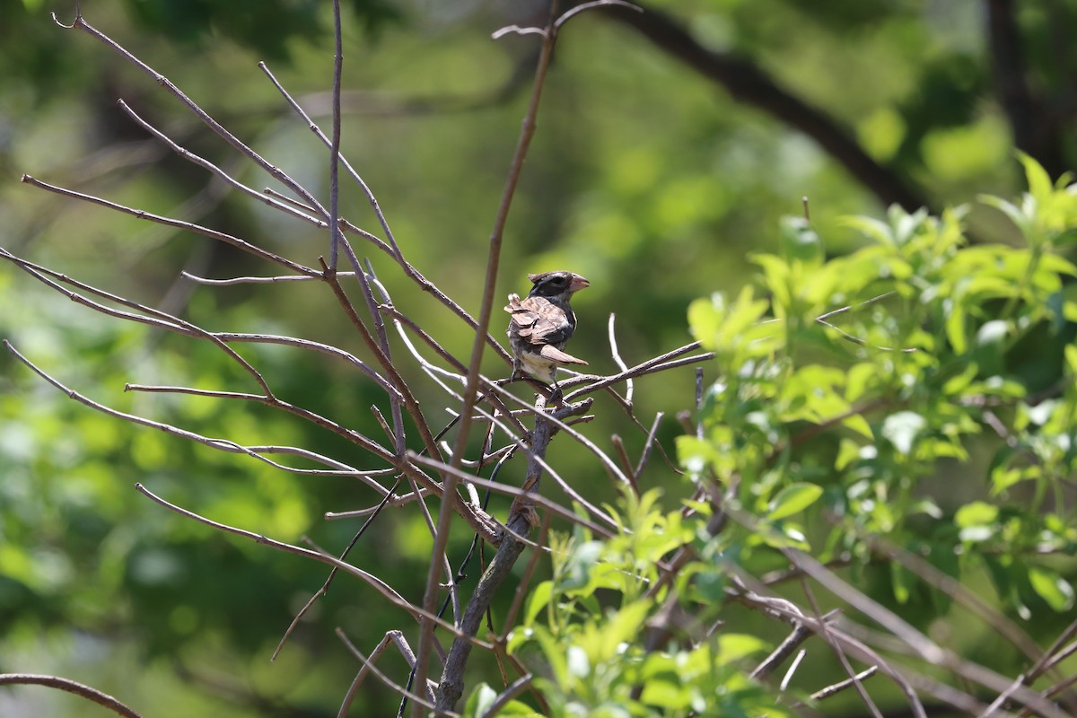 Rose-breasted Grosbeak - ML643286483