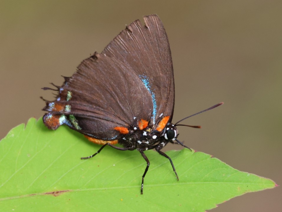 Great Purple Hairstreak - ML643286487