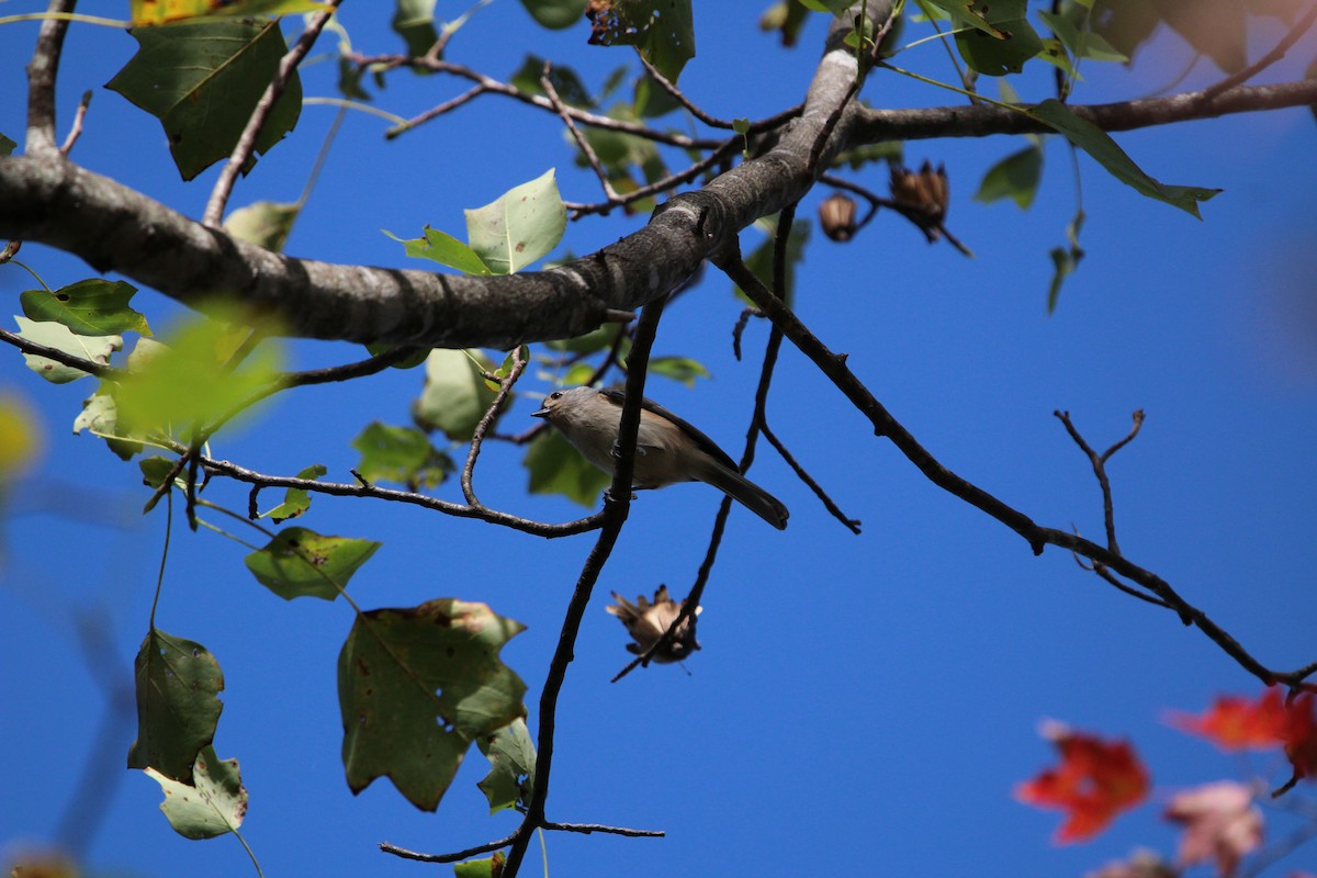 Американская гренадерка - ML643286489