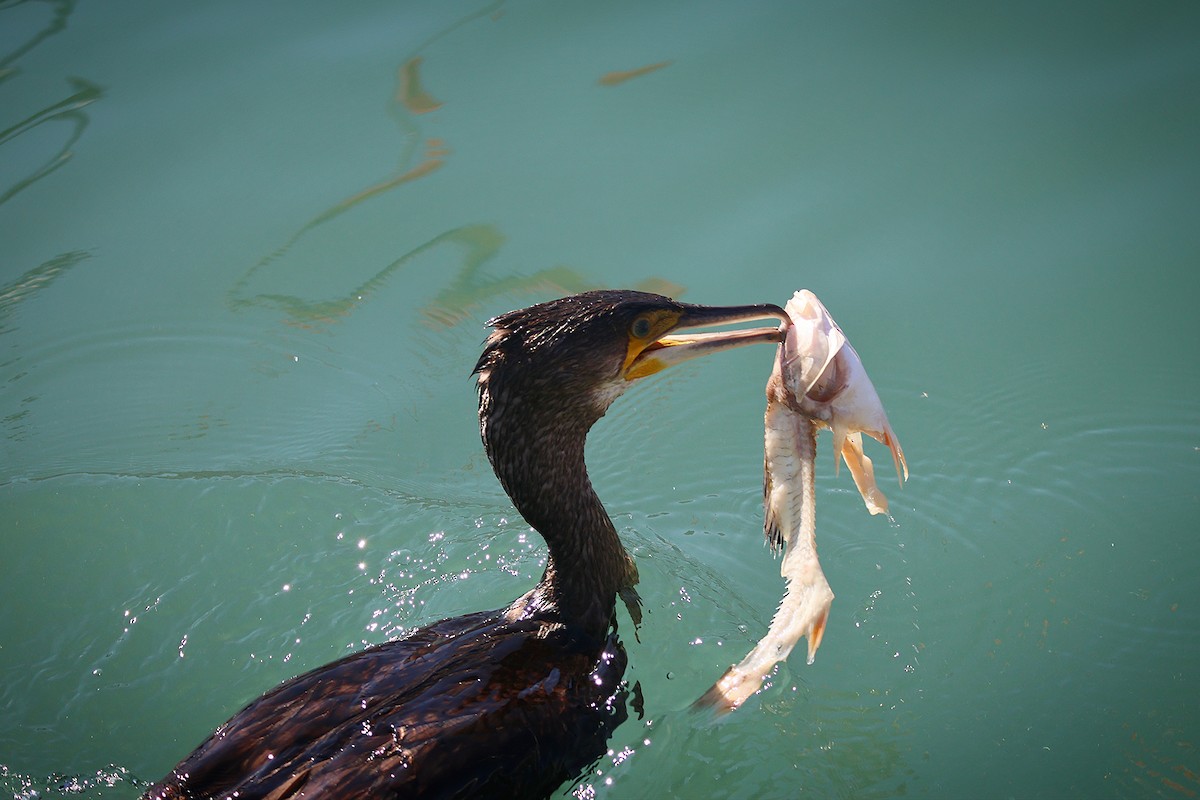 Great Cormorant - ML643286491