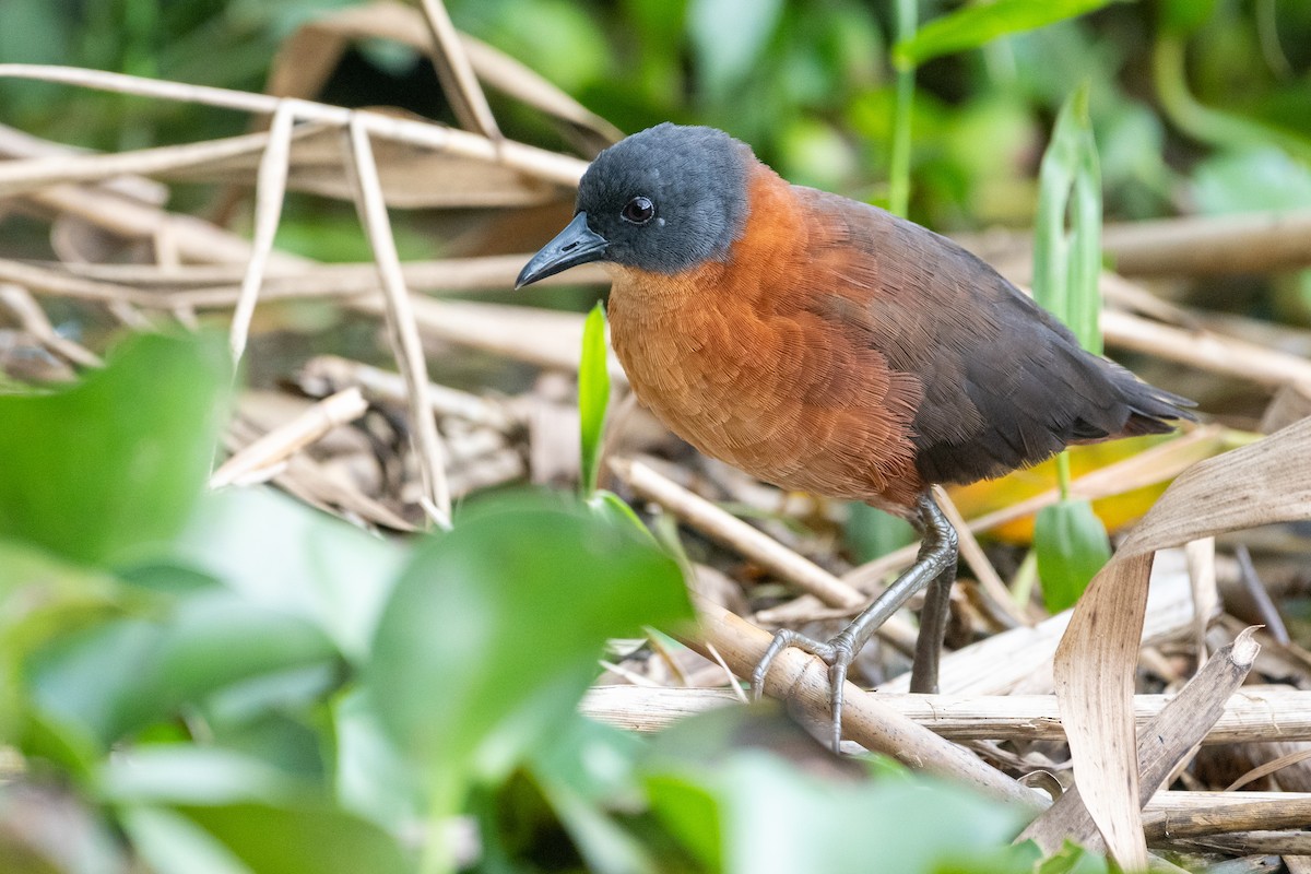 Ruddy Crake - ML643286495