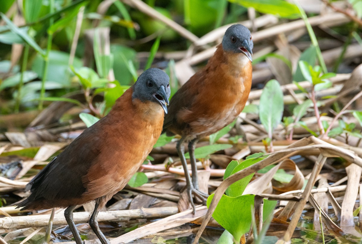 Ruddy Crake - ML643286496