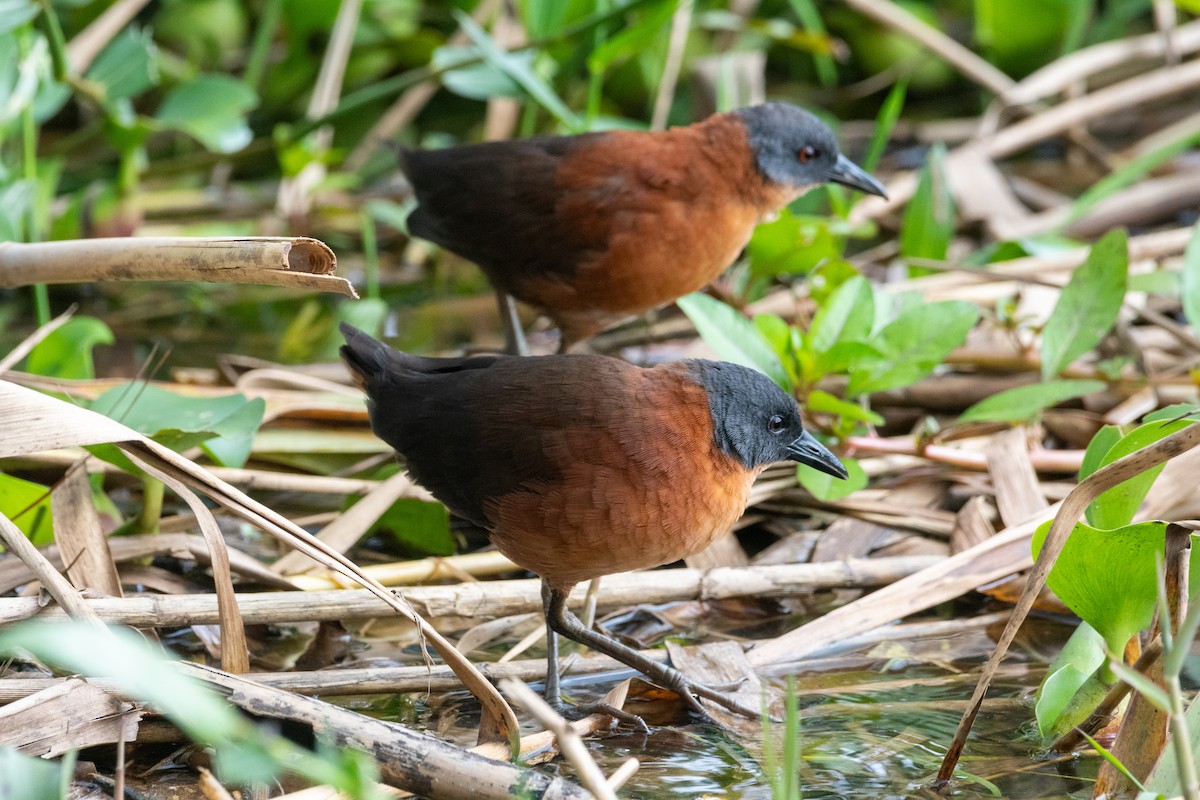 Ruddy Crake - ML643286497