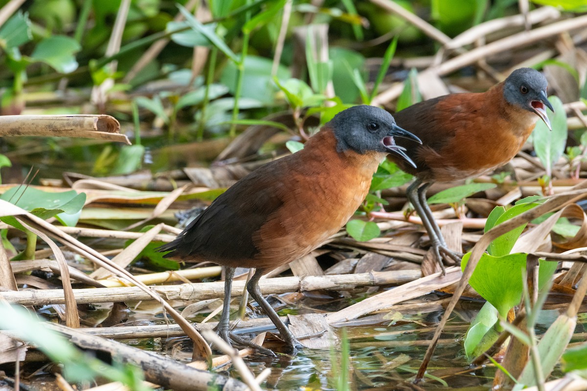 Ruddy Crake - ML643286498