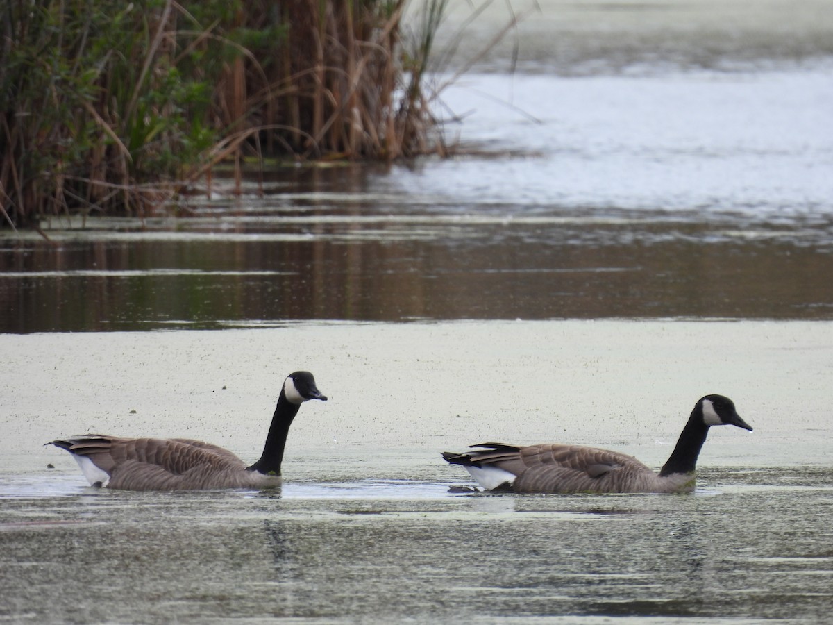 Canada Goose - ML643286510