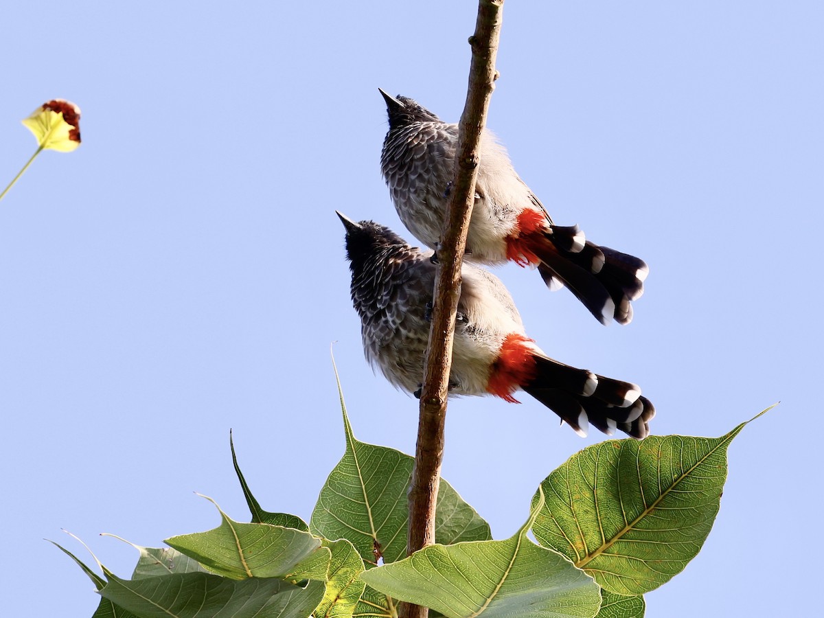 bulbul šupinkový - ML643286516