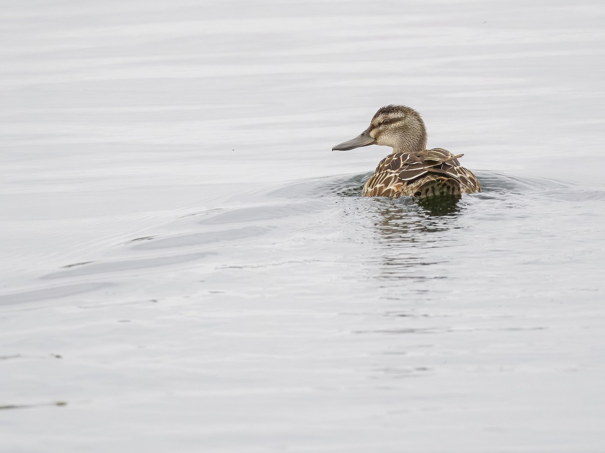 Garganey - ML643286522