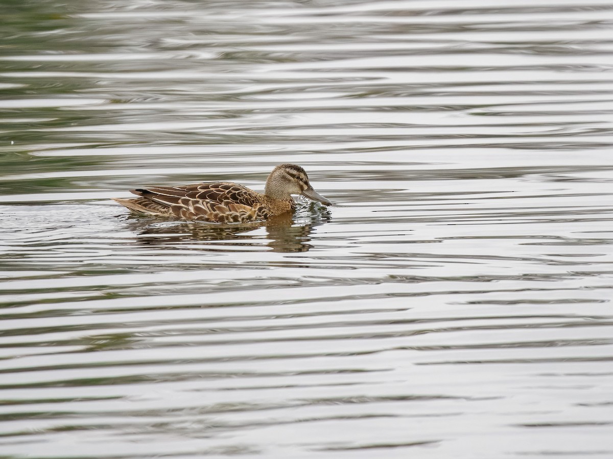 Garganey - ML643286523