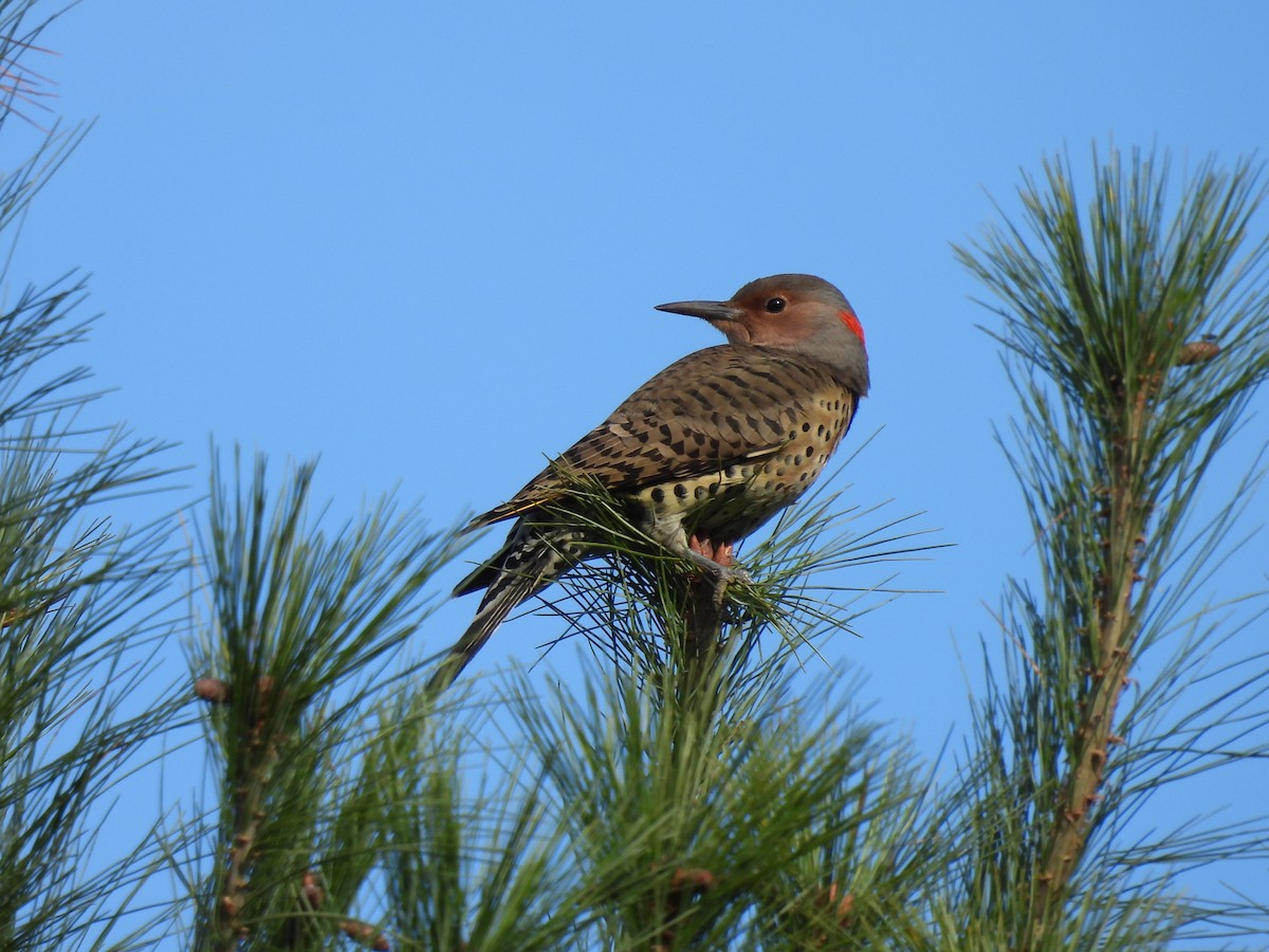 Northern Flicker - ML643286538