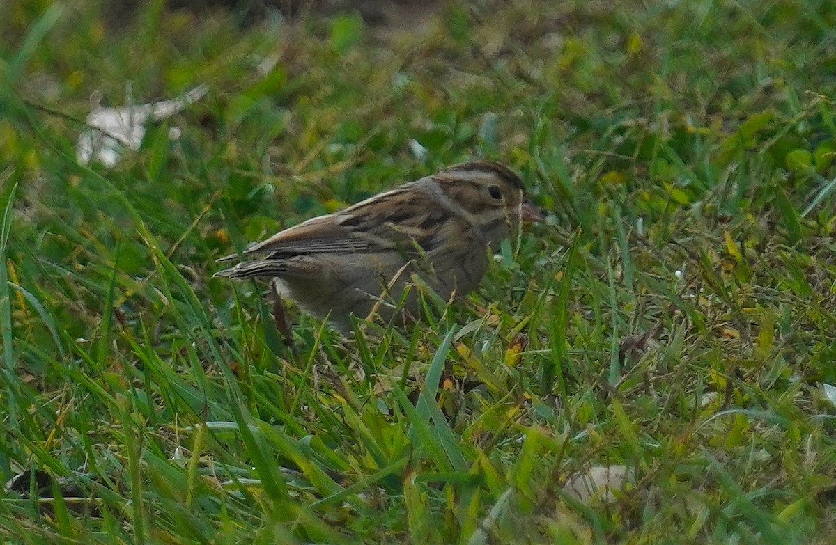 Clay-colored Sparrow - ML643286581