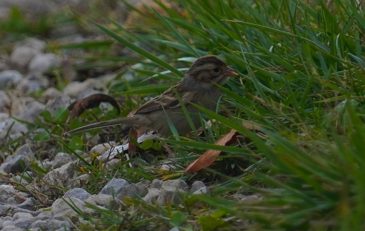 Clay-colored Sparrow - ML643286586