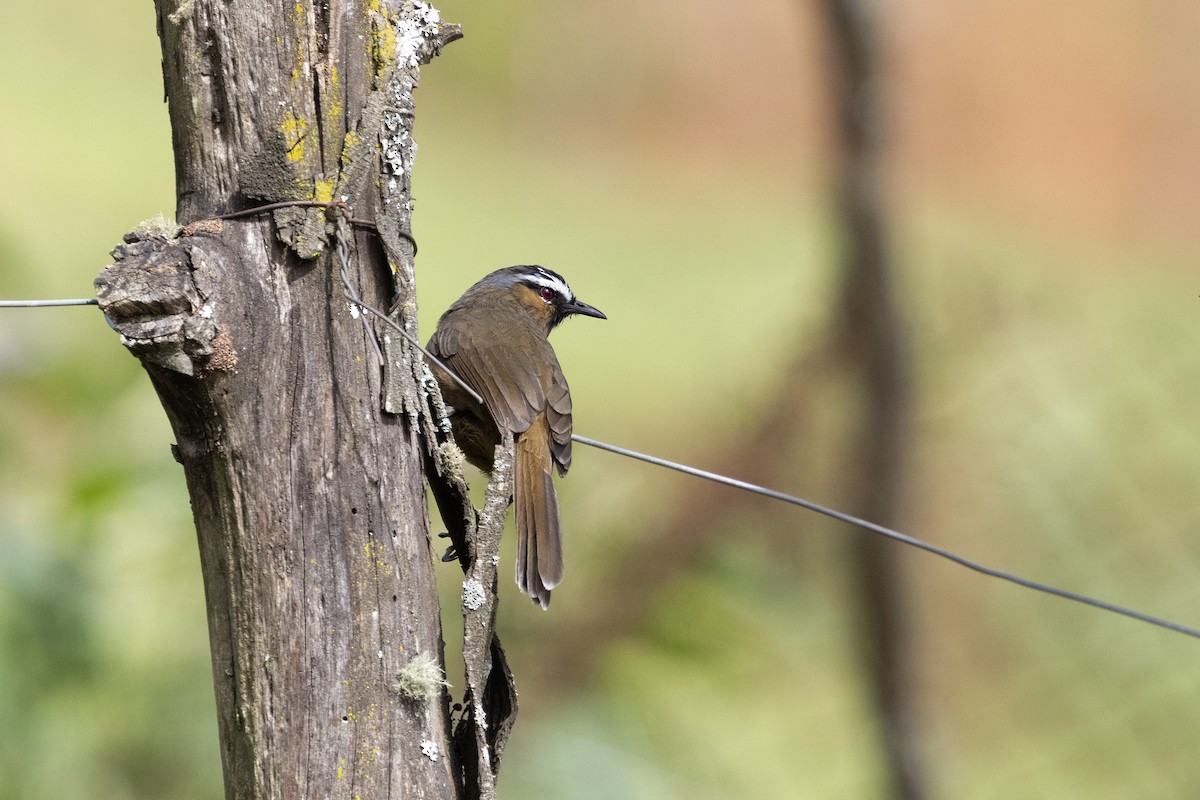 Nilgiri Laughingthrush - ML643286587