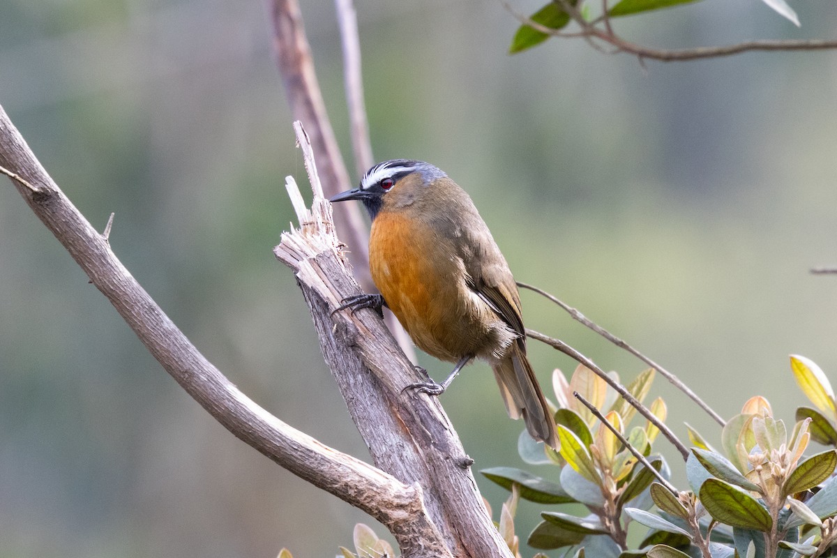 Nilgiri Laughingthrush - ML643286588