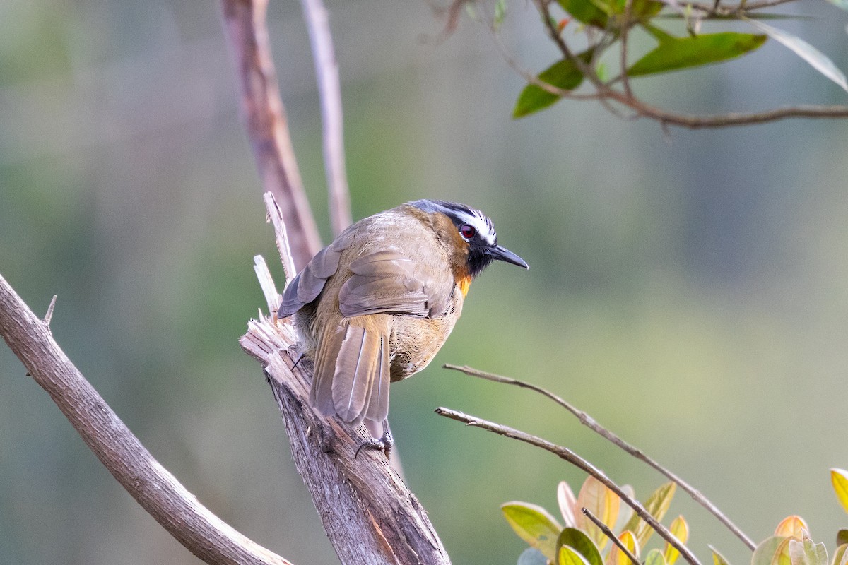 Nilgiri Laughingthrush - ML643286589