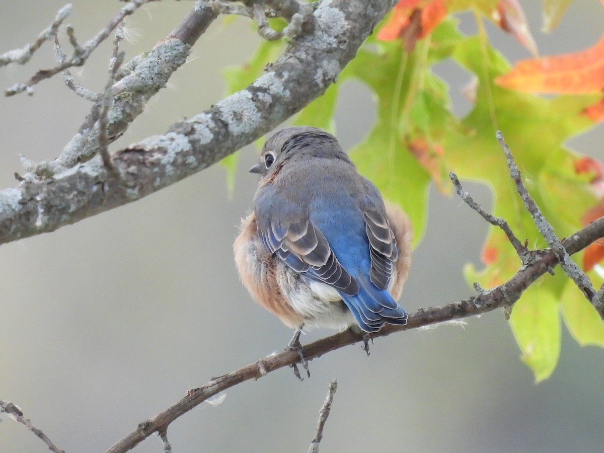 Eastern Bluebird - ML643286592