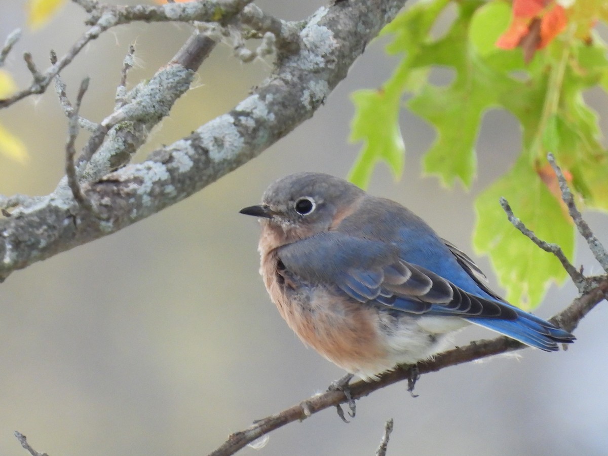 Eastern Bluebird - ML643286593