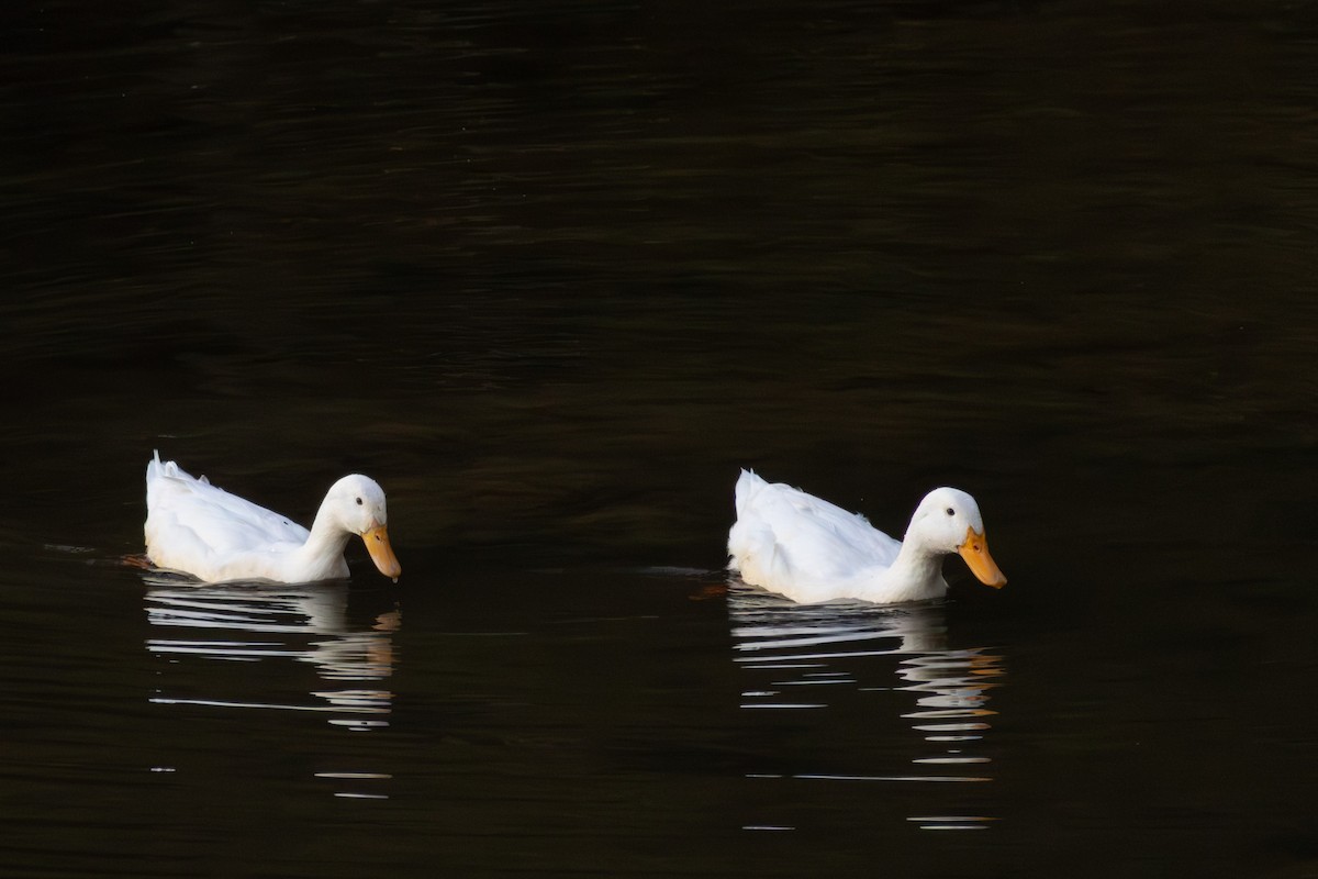Mallard (Domestic type) - ML643286600