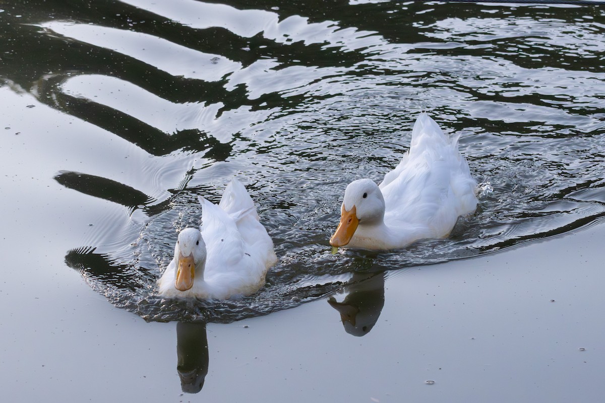 Mallard (Domestic type) - ML643286601