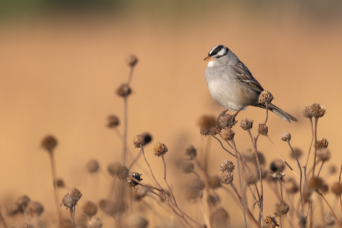 White-crowned Sparrow - ML643286613