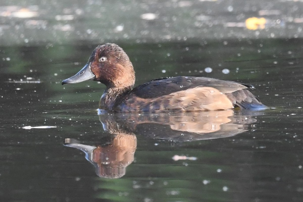 polák malý - ML643286623