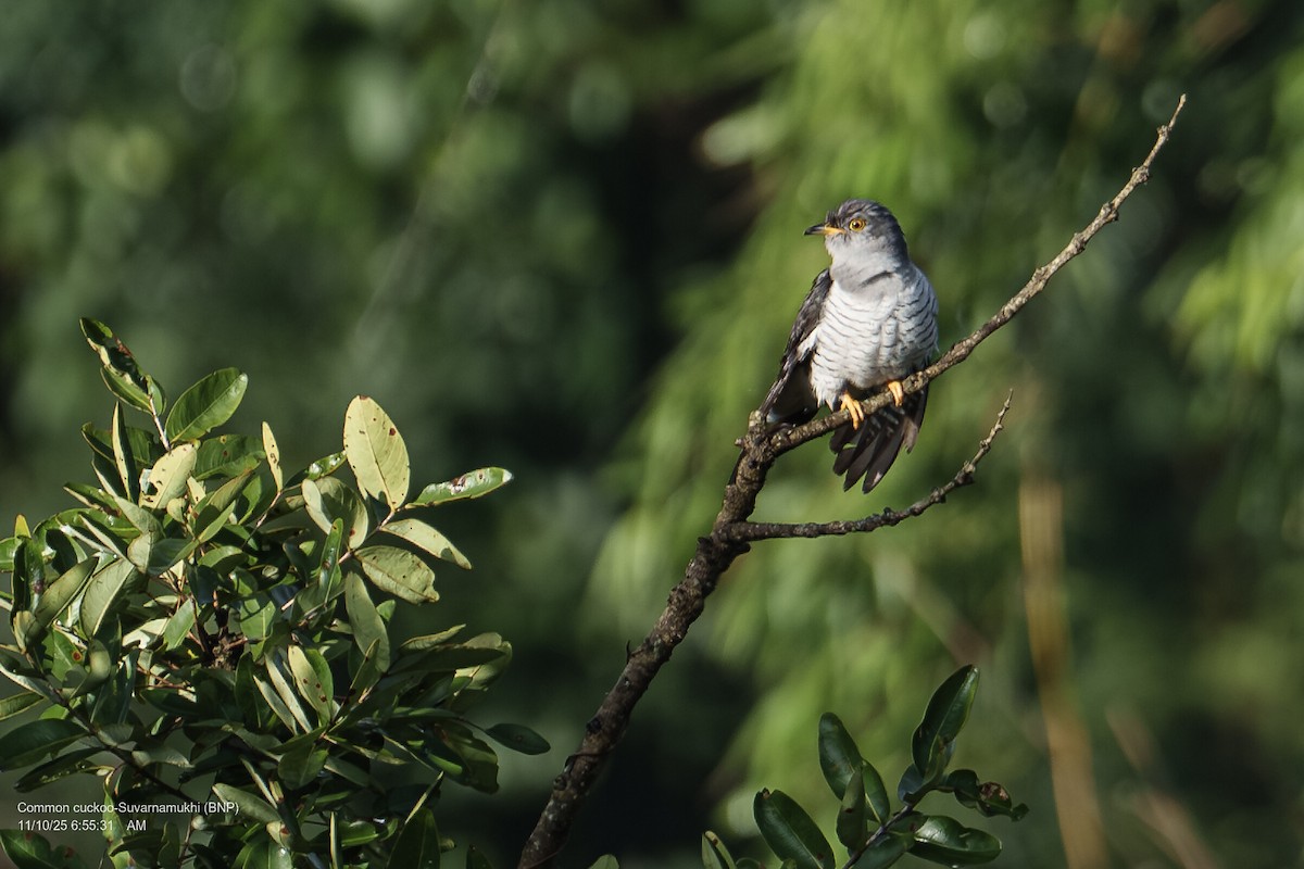קוקיה אירופית - ML643286630