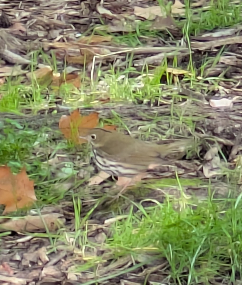 Ovenbird - ML643286631