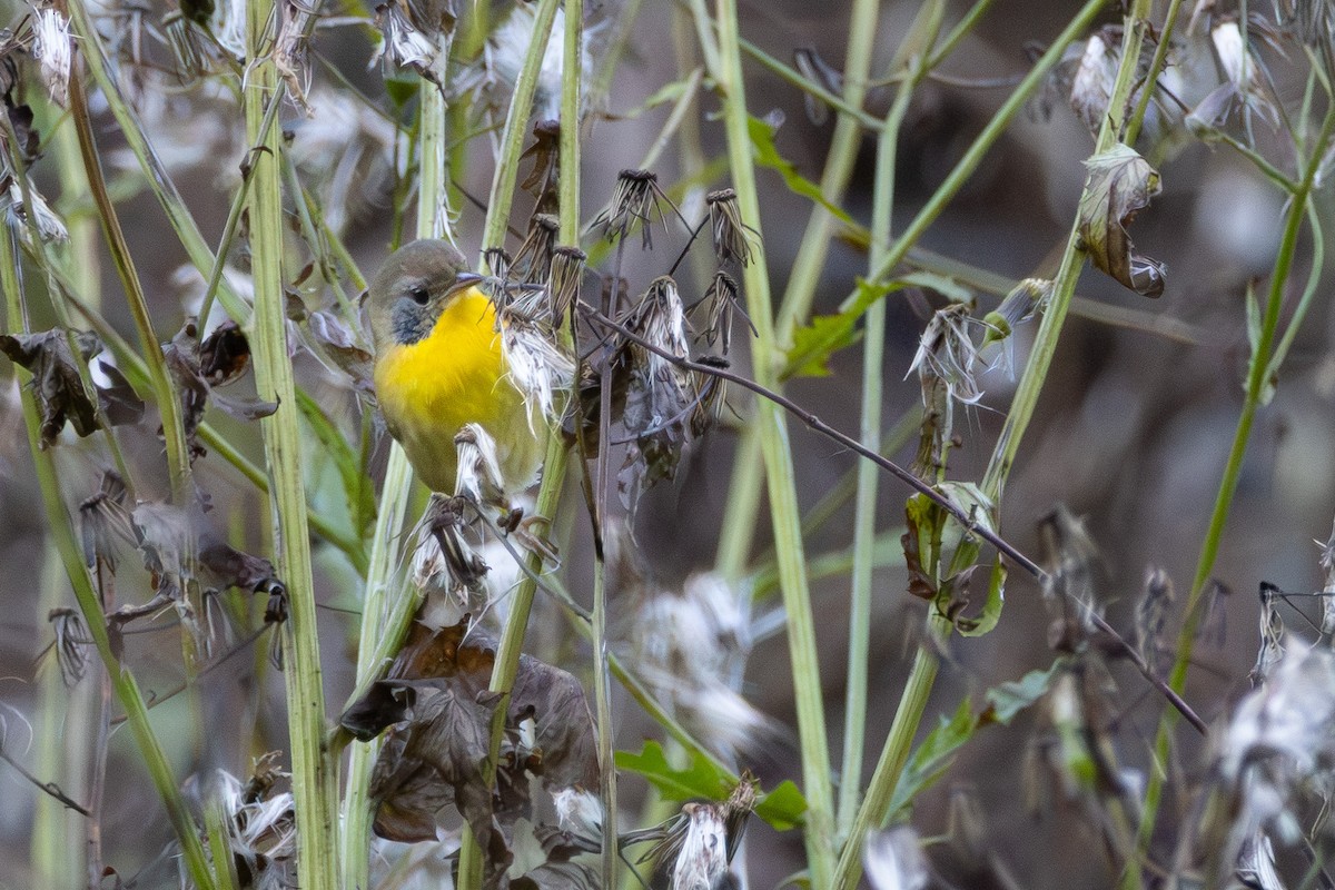 Common Yellowthroat - ML643286644