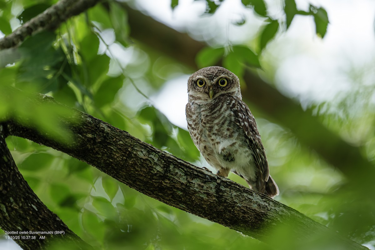 Spotted Owlet - ML643286645