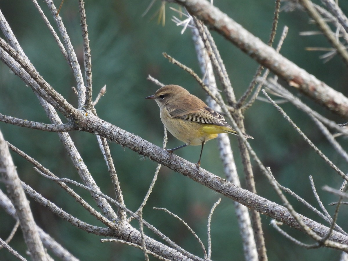 Palm Warbler - ML643286648