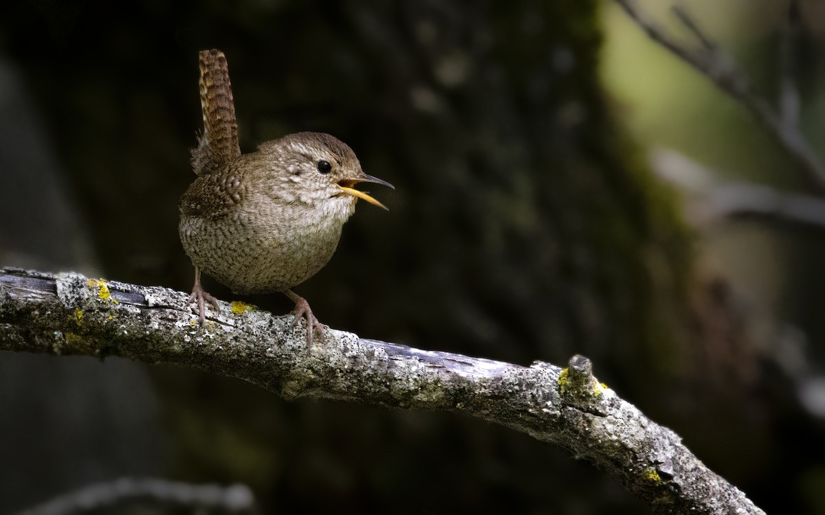 Eurasian Wren - ML643286650