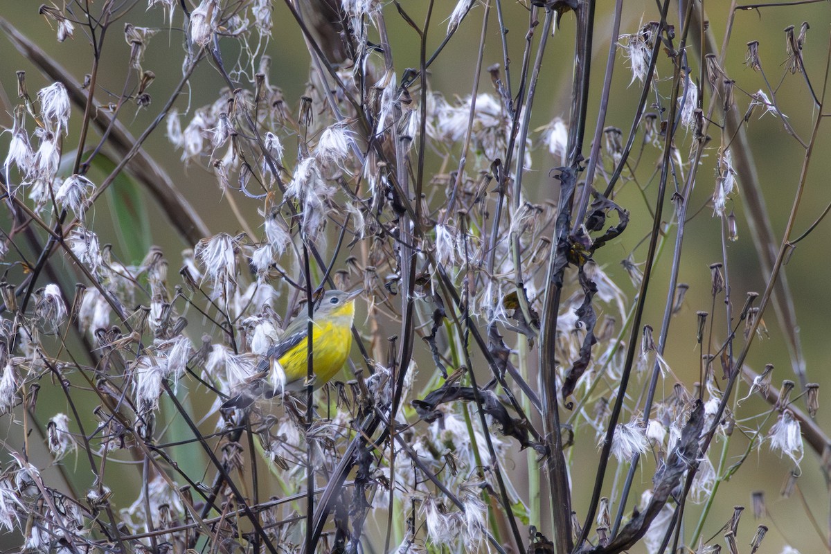 Magnolia Warbler - ML643286651