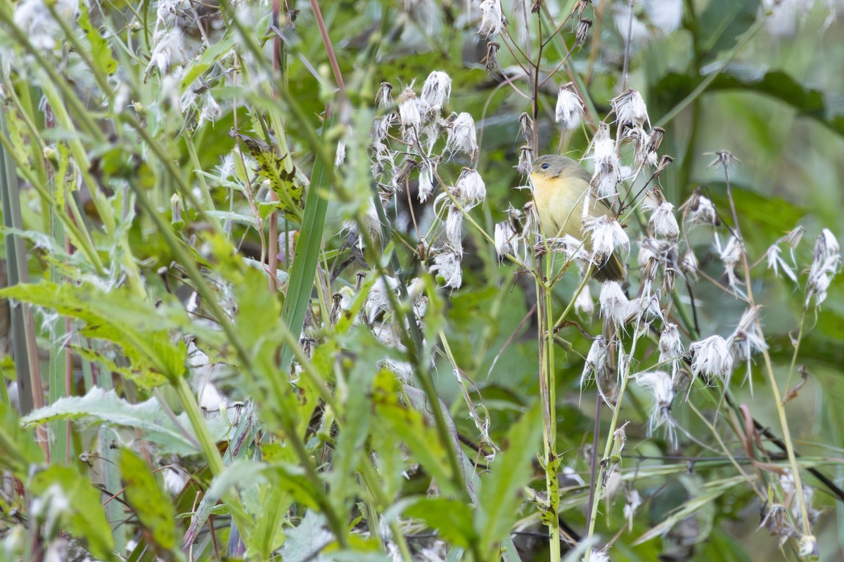 Common Yellowthroat - ML643286654