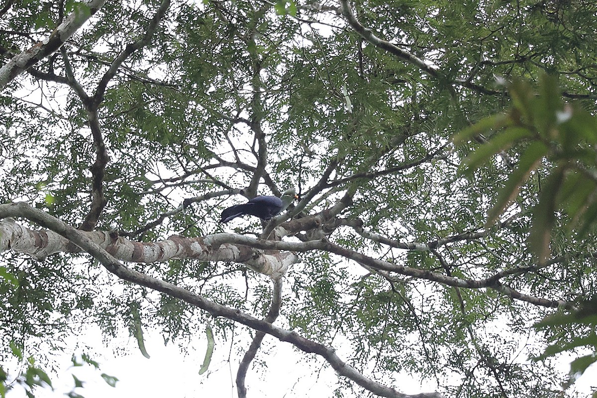 Yellow-billed Turaco - ML643286656