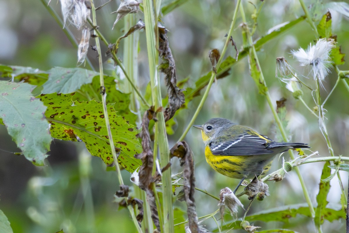 Magnolia Warbler - ML643286659