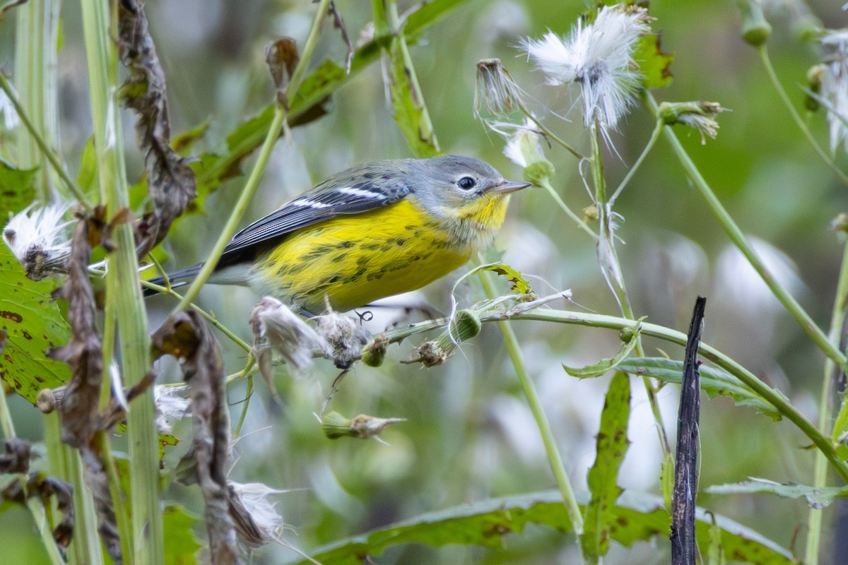 Magnolia Warbler - ML643286660