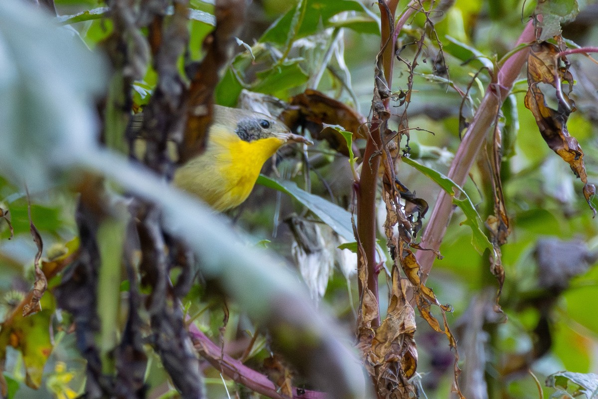 Common Yellowthroat - ML643286661