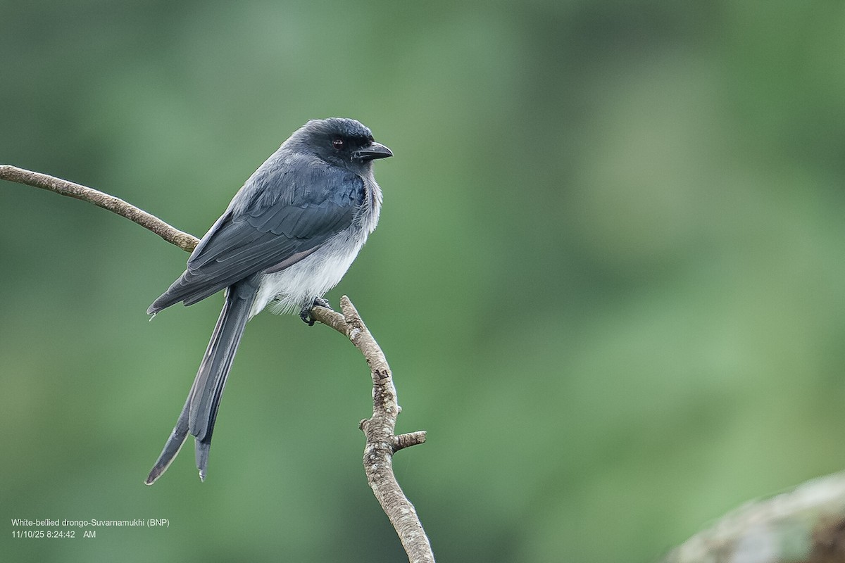 White-bellied Drongo - ML643286663