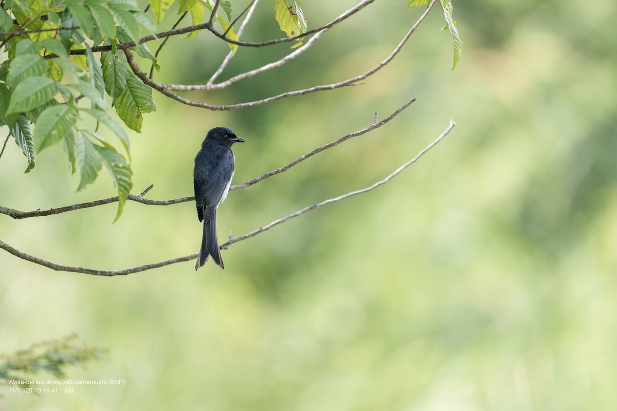 White-bellied Drongo - ML643286664