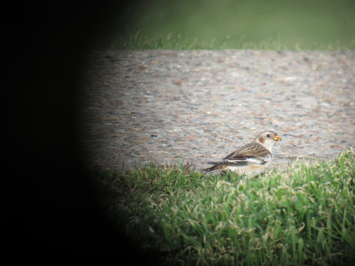 Snow Bunting - ML643286665