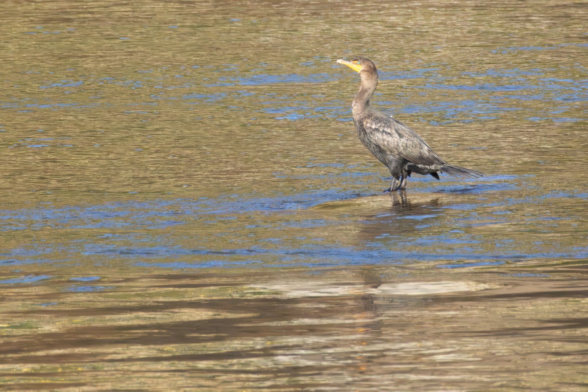 Double-crested Cormorant - ML643286670