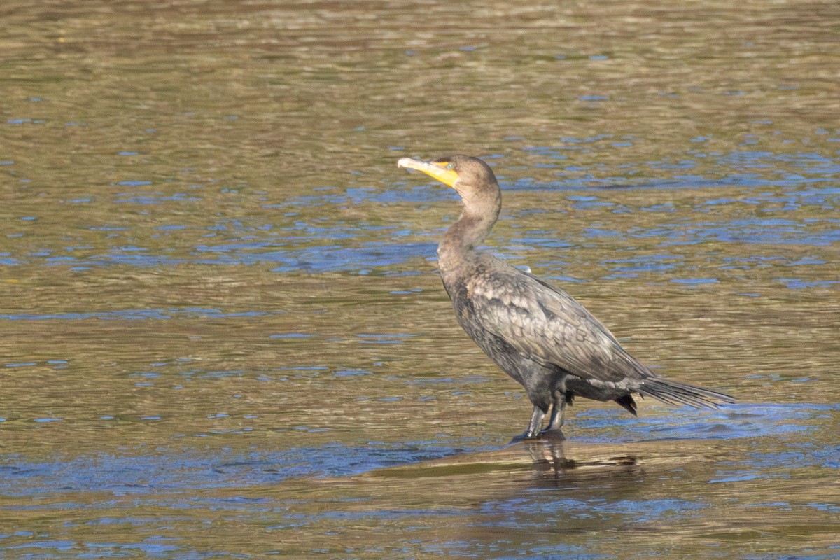 Double-crested Cormorant - ML643286671