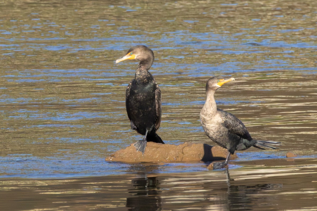 Double-crested Cormorant - ML643286672