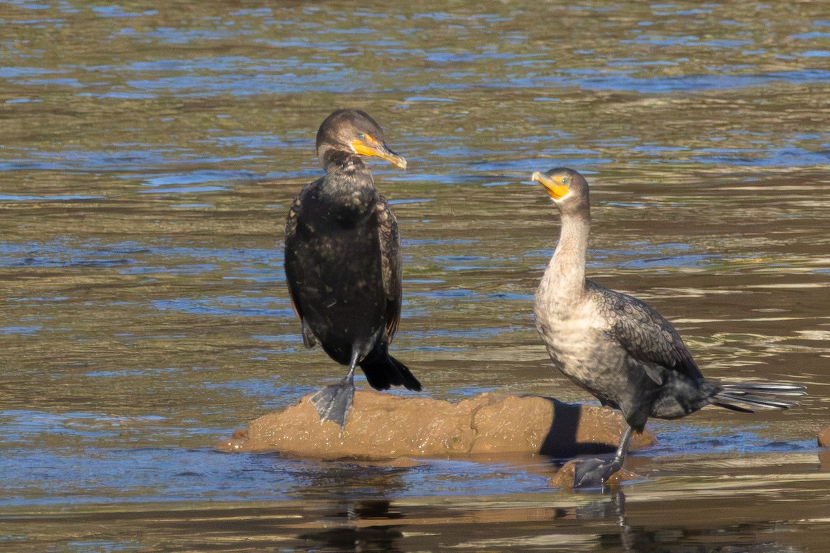 Double-crested Cormorant - ML643286673