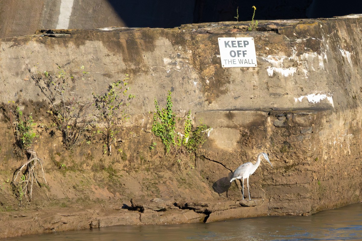 Great Blue Heron - ML643286675