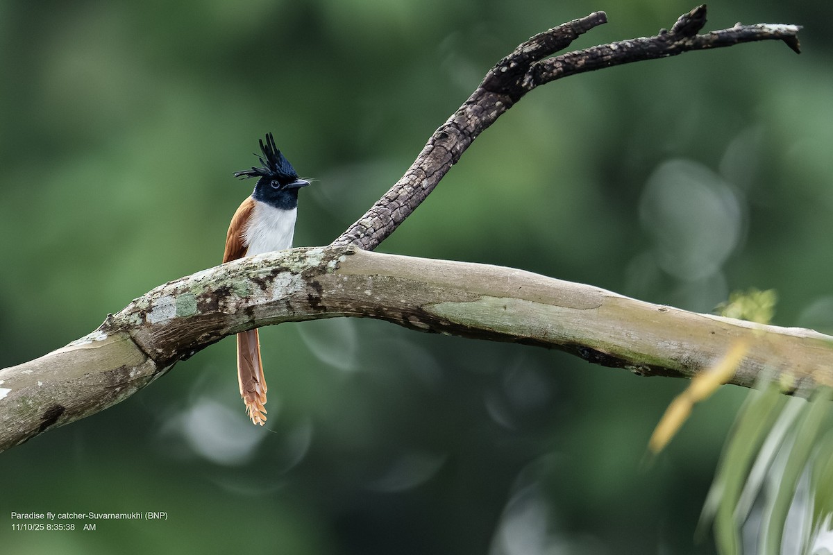 Indian Paradise-Flycatcher - ML643286677