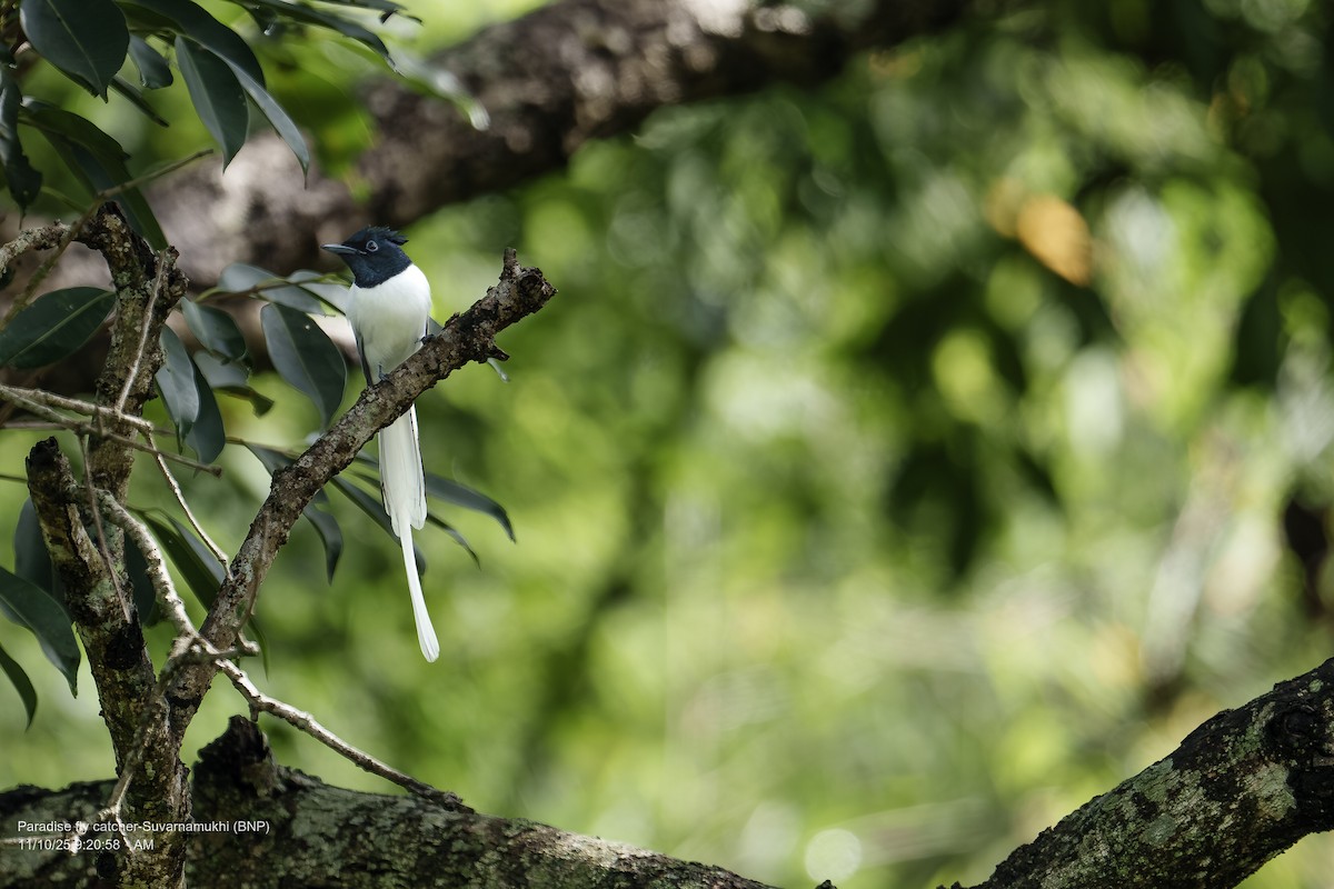 Indian Paradise-Flycatcher - ML643286678